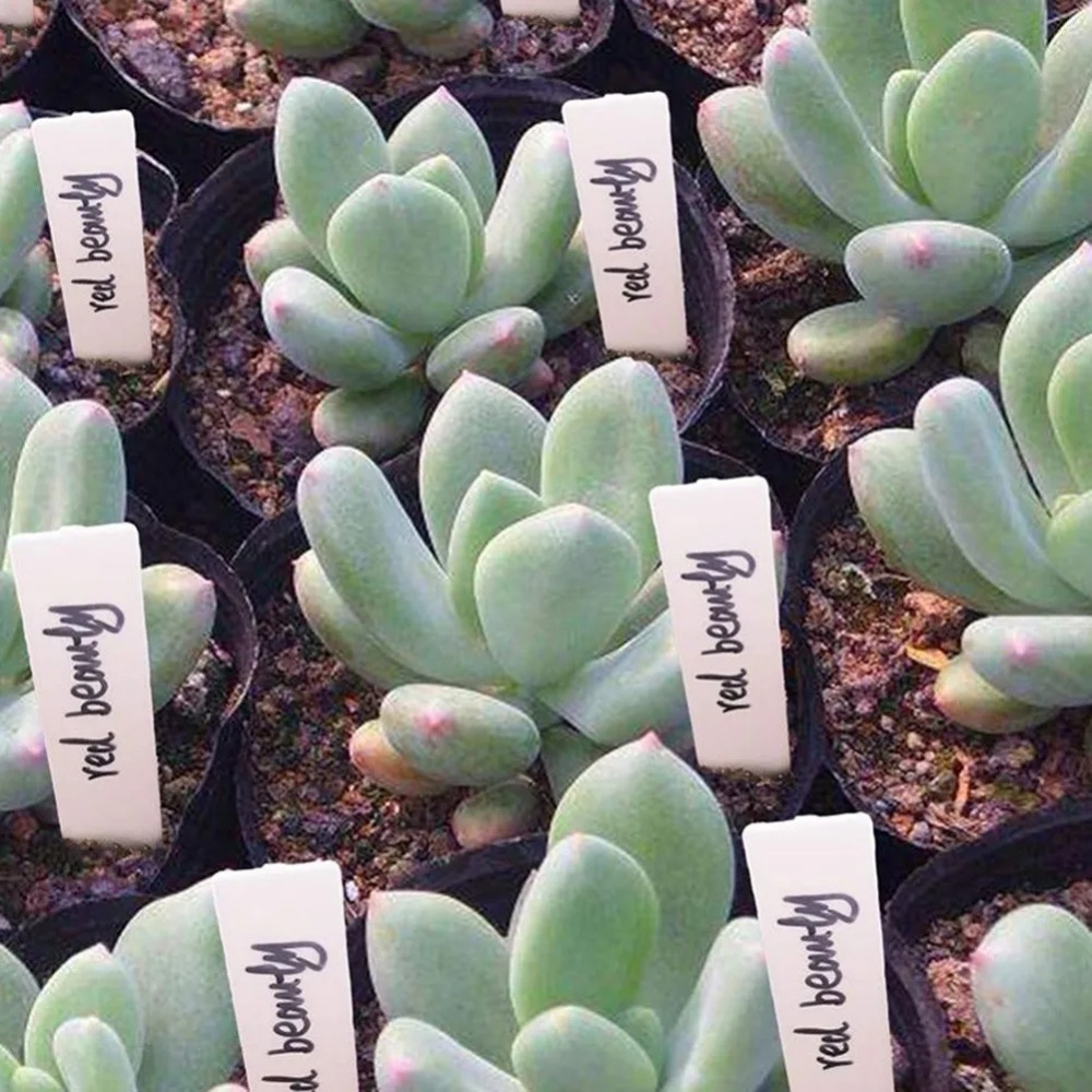 100PCS Garden Plant Labels Pla - đánh giá và giá Garden Label Marker