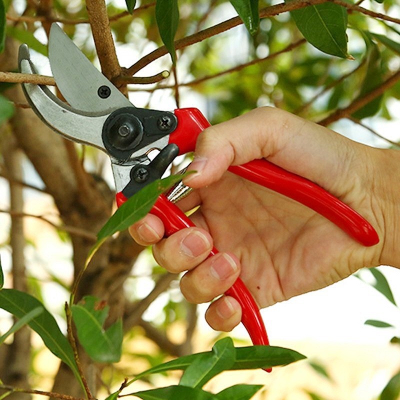 Premium Grafting Pruning Shear - đánh giá và giá Gardening Tools Quality