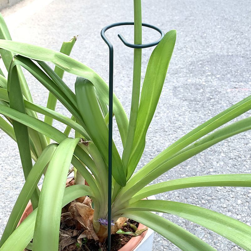 1-10pcs Metal Single Stem Plan - đánh giá và giá Gardening Tools Range